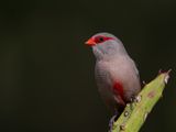 Common Waxbill / Sint-Helenafazantje / Estrilda astrild