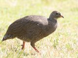 Cape Spurfowl / Kaapse Frankolijn / Pternistis capensis