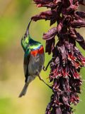 Southern Double-collared Sunbird / Kleine kraaghoningzuiger / Cinnyris chalybeus