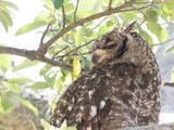 Spotted Eagle-owl / Afrikaanse Oehoe / Bubo africanus