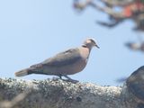 Red-eyed Dove / Roodoogtortel / Streptopelia semitorquata