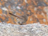 Familiar Chat / Roodstaartspekvreter / Oenanthe familiaris 