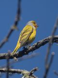 Cape Canary / Grijsnekkanarie / Serinus canicollis