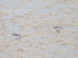 Sanderling / Drieteenstrandloper / Calidris alba