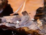 Mycena capillaris / Kleine beukenbladmycena 