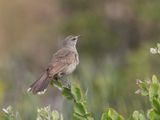 Karoo Scrub Robin / Karoowaaierstaart / Cercotrichas coryphoeus