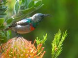 Southern Double-collared Sunbird / Kleine kraaghoningzuiger / Cinnyris chalybeus