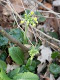 Slanke sleutelbloem / Primula elatior