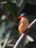 Malachite Kingfisher / Malachietijsvogel / Corythornis cristatus