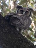 Verreauxs Eagle-owl / Verreauxs Oehoe / Ketupa lactea