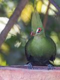 Green Turaco / Groene Toerako / Tauraco persa
