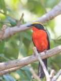 Yellow-crowned Gonolek / Goudkapfiskaal / Laniarius barbarus