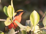 Yellow-crowned Gonolek / Goudkapfiskaal / Laniarius barbarus