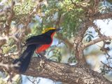 Yellow-crowned Gonolek / Goudkapfiskaal / Laniarius barbarus
