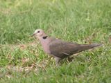 Red-eyed Dove / Roodoogtortel / Streptopelia semitorquata