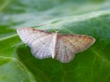 Streepstipspanner / Isle of Wight Wave / Idaea humiliata 