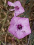 Mediterrane winde / Mallow-leaved Bindweed / Convolvulus althaeoides