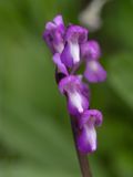  Anacamptis morio subsp. champagneuxii / Blesharlekijnsorchis