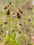 Spiegelophrys / Mirror Bee Orchid / Ophrys speculum