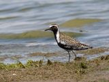 Pacific Golden Plover / Aziatische Goudplevier / Pluvialis fulva 