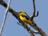  Indiase Wielewaal / Indian Golden Oriole / Oriolus kundoo