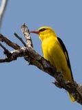  Indiase Wielewaal / Indian Golden Oriole / Oriolus kundoo