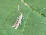 Gewone ruskokermot / Coleophora alticolella