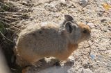 Rode fluithaas / Turkestan Red Pika / Ochotona rutila