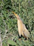 Little Bittern / Woudaap / Lxobrychus minutus