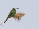 Blue-cheeked Bee-eater / Groene bijeneter / Merops persicus