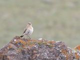 Isabelline Wheatear / Isabeltapuit / Oenanthe isabellina 