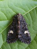 Perzikkruiduil / Dot moth / Melanchra persicariae
