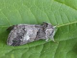 Witlijntandvlinder / Oak Marbled Brown / Drymonia querna 