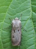 Gewone worteluil / Heart and Dart / Agrotis exclamationis