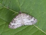 Kleine blokspanner / Small Seraphim / Pterapherapteryx sexalata