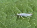 Witte wilgenkokermot / Coleophora albidella