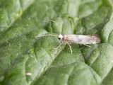 Meidoornduifmot / Paraswammerdamia nebulella