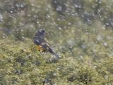 White-winged Grosbeak / Spiegeldikbek / Mycerobas carnipes