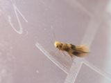Lindeooglapmot / Bucculatrix thoracella 