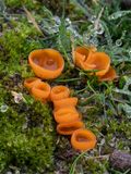 Pseudaleuria fibrillosa / Zandborstelbekertje