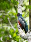 Slaty-tailed Trogon / Massenas trogon / Trogon massena