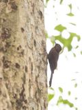 Olivaceous Woodcreeper / Grijze muisspecht / Sittasomus griseicapillus