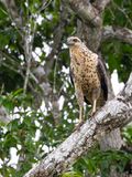 Great Black Hawk / Zwarte arendbuizerd / Buteogallus urubitinga
