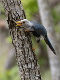Yucatan Jay / Yucatngaai / Cyanocorax yucatanicus