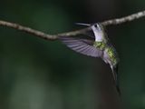 Wedge-tailed Sabrewing / Yucatnsabelvleugel / Pampa pampa