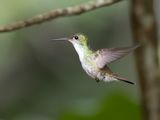 Wedge-tailed Sabrewing / Yucatnsabelvleugel / Pampa pampa