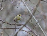 Pallas Boszanger / Pallass Leaf Warbler / Phylloscopus proregulus
