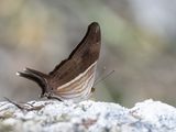 Many-banded Daggerwing / Marpesia chiron