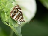 Mylitta greenwing / Dynamine postverta