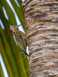 Hispaniolan Woodpecker / Hispaniolaspecht / Melanerpes striatus